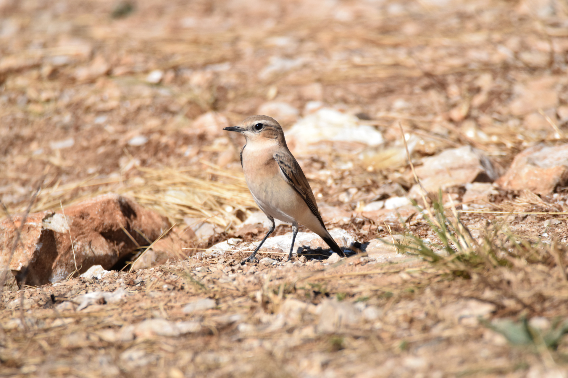 Kuyrukkakan - Northern Wheatear - Oenanthe oenanthe